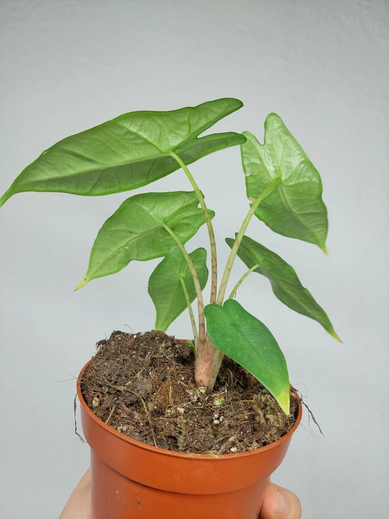 Sad Plants