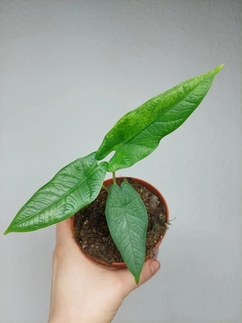 Sad Plants