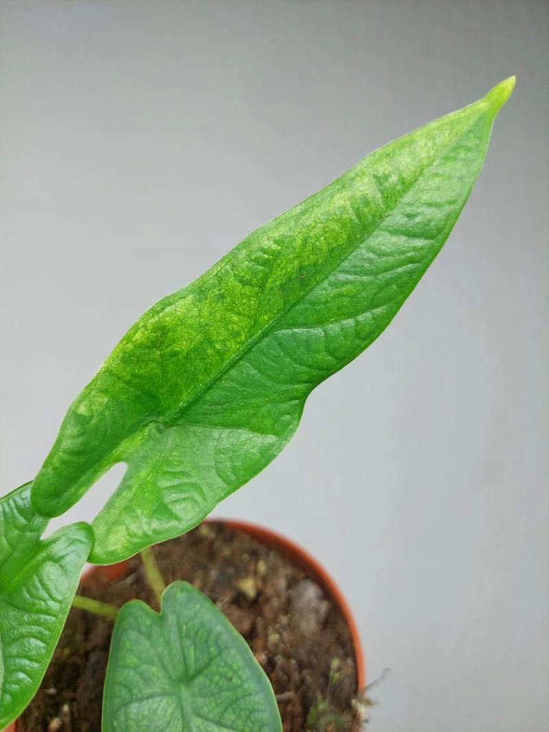 Sad Plants