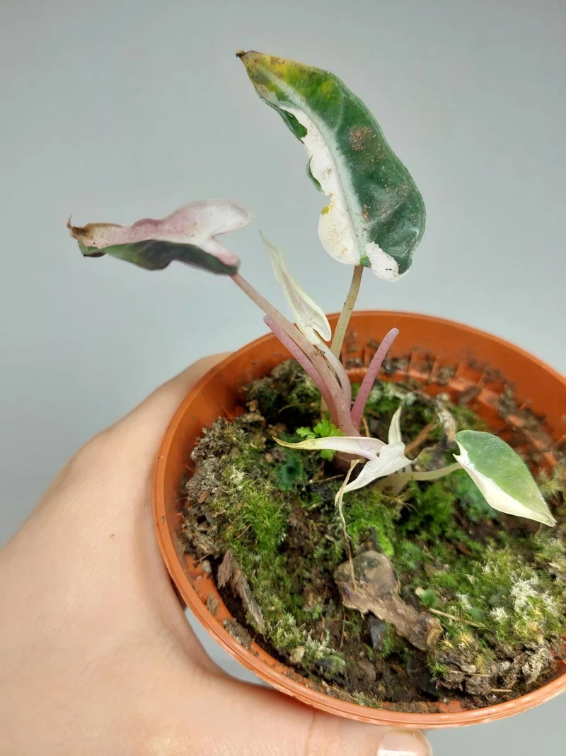 Sad Plants