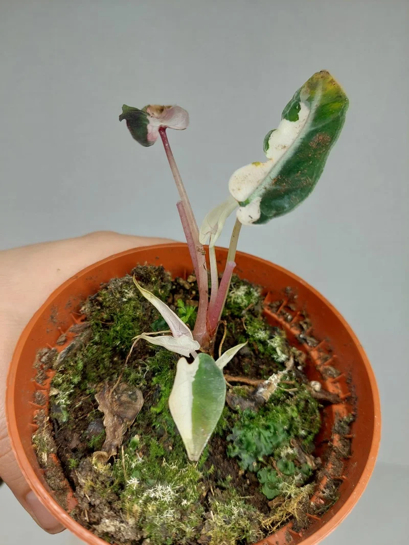 Sad Plants