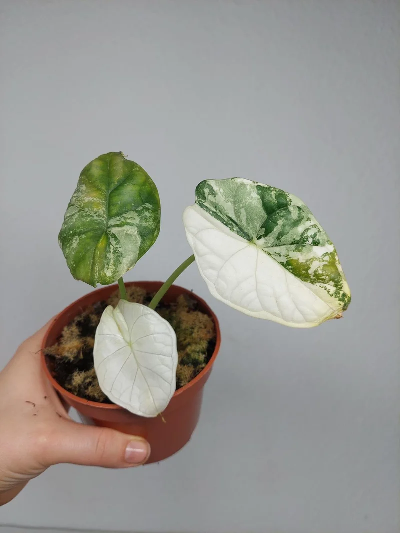 Sad Plants