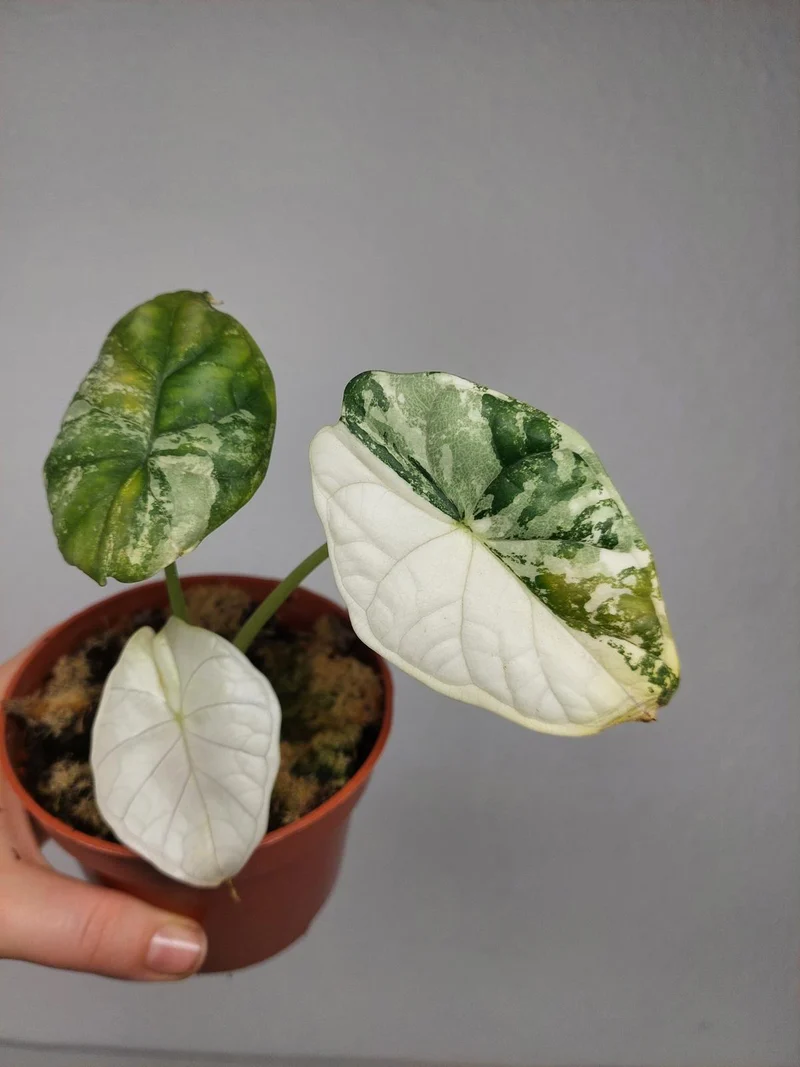 Sad Plants