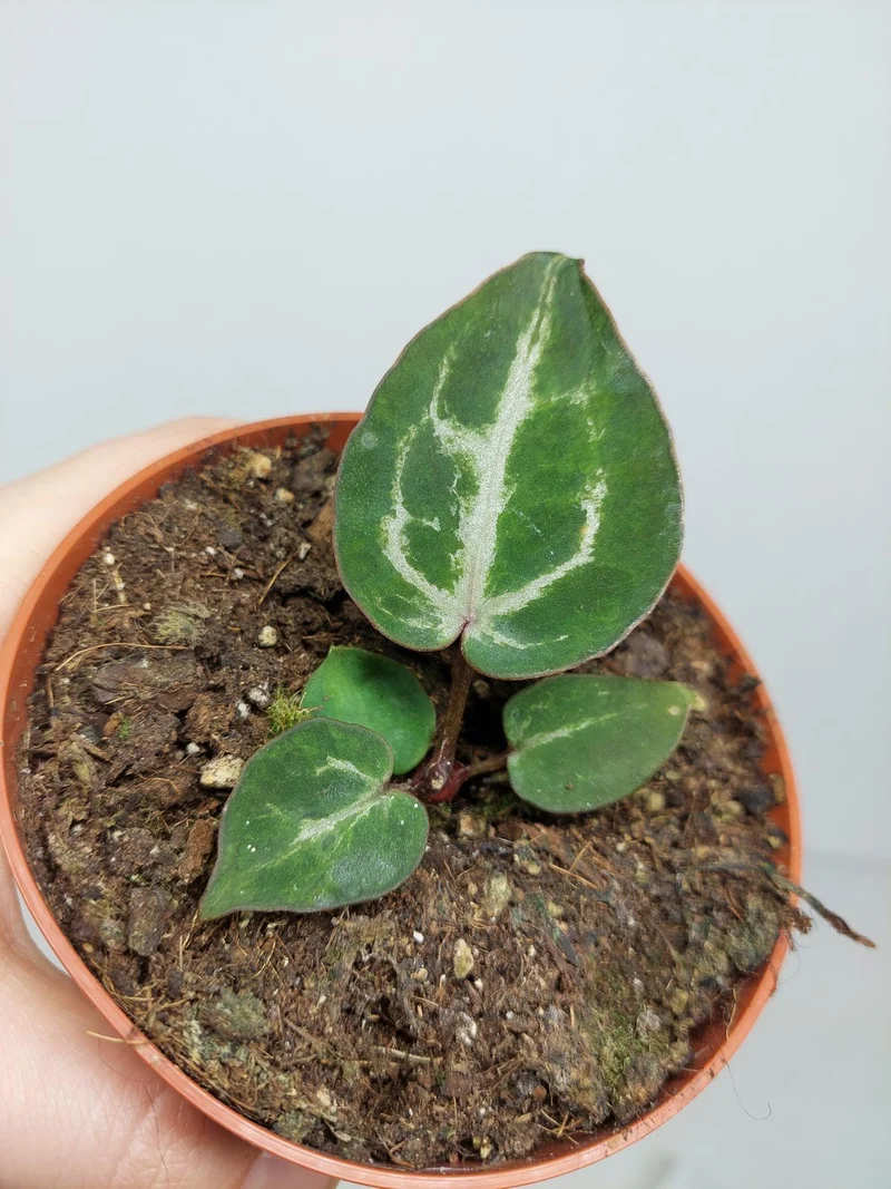 Sad Plants