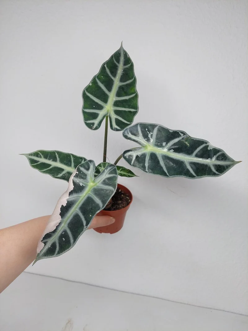 Sad Plants