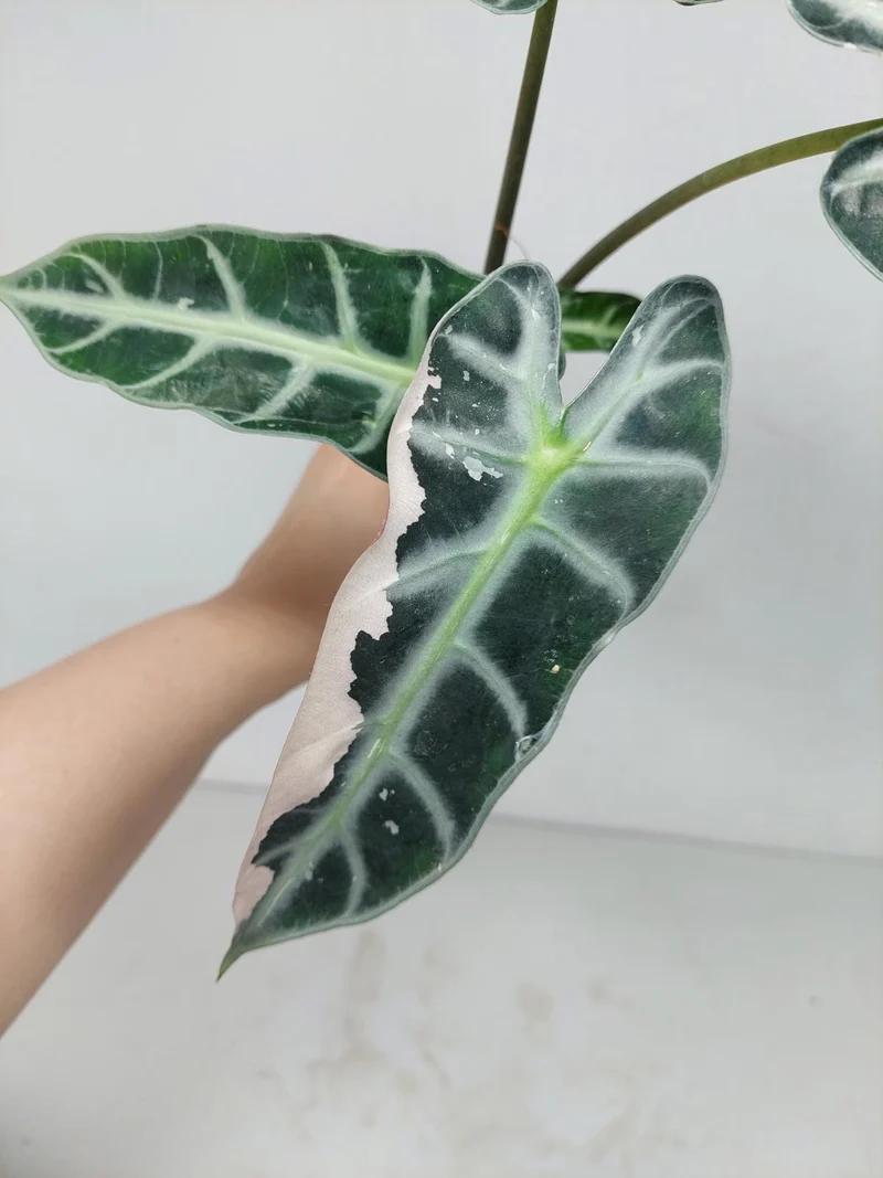 Sad Plants