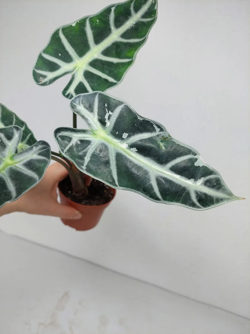 Sad Plants
