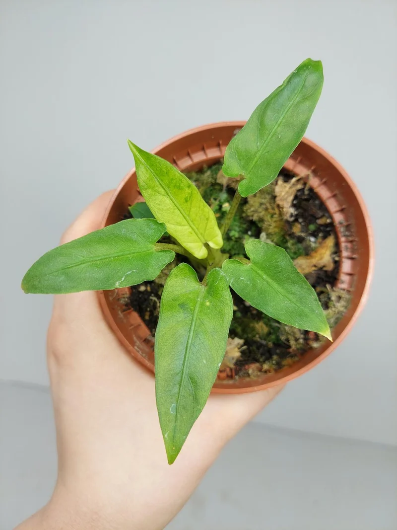Sad Plants