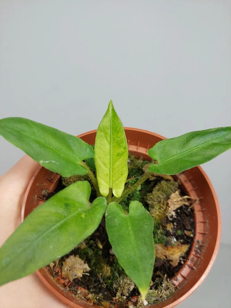 Sad Plants