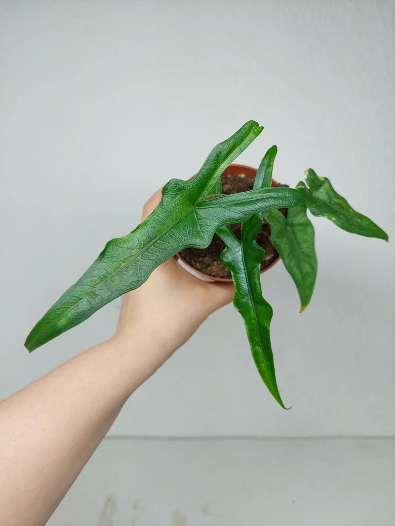Sad Plants