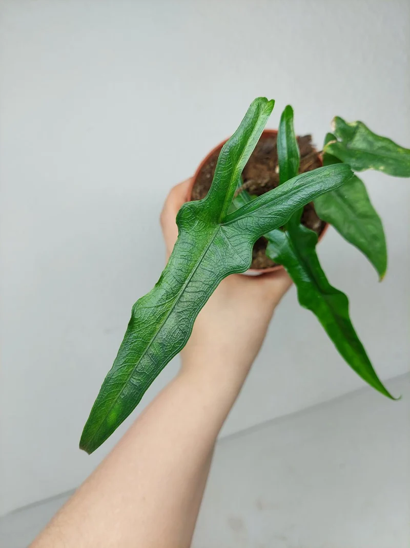 Sad Plants