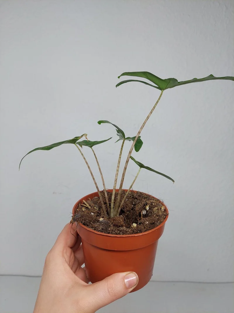 Sad Plants