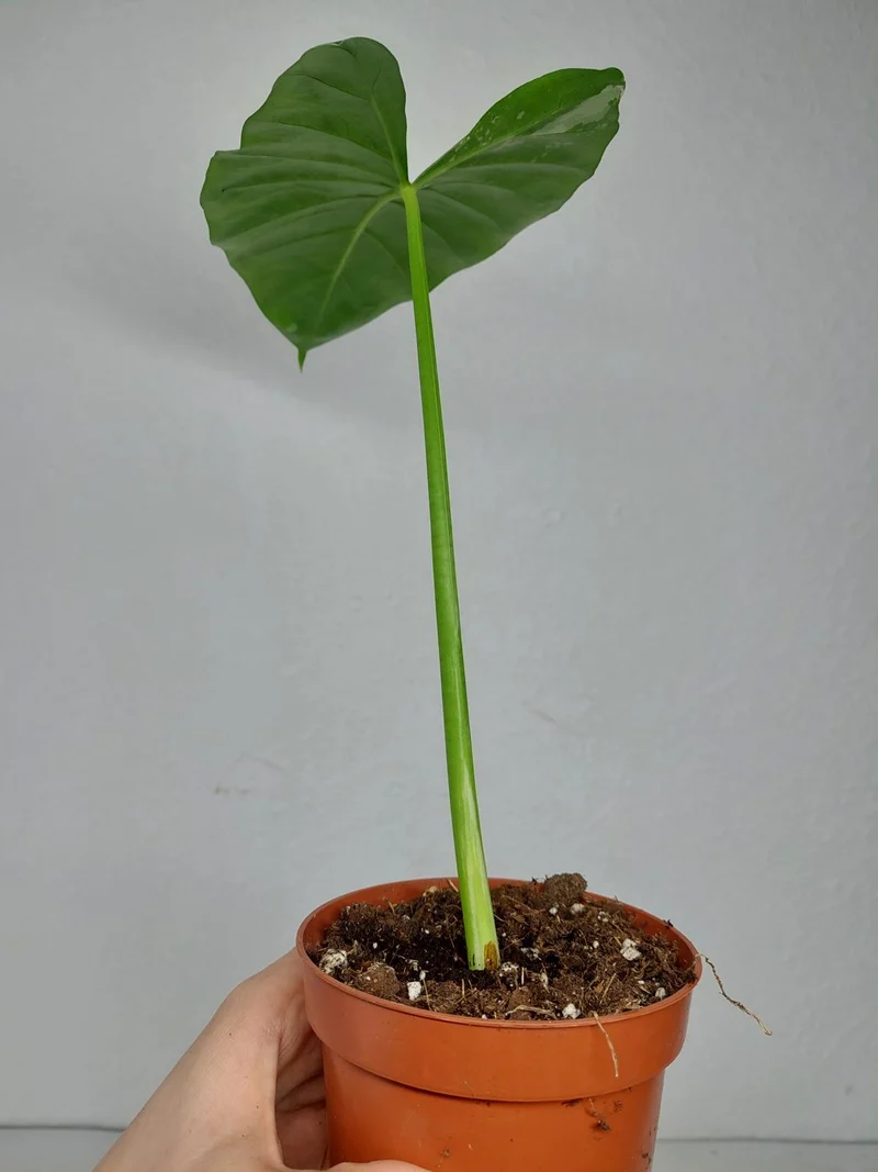 Sad Plants