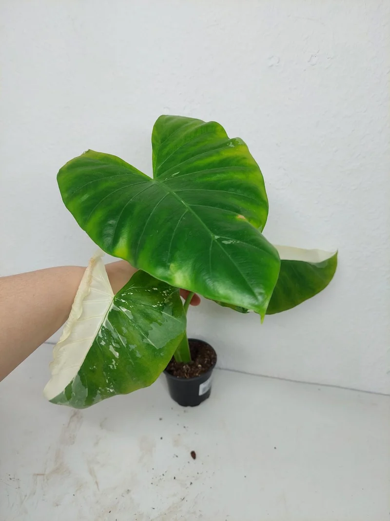 Sad Plants