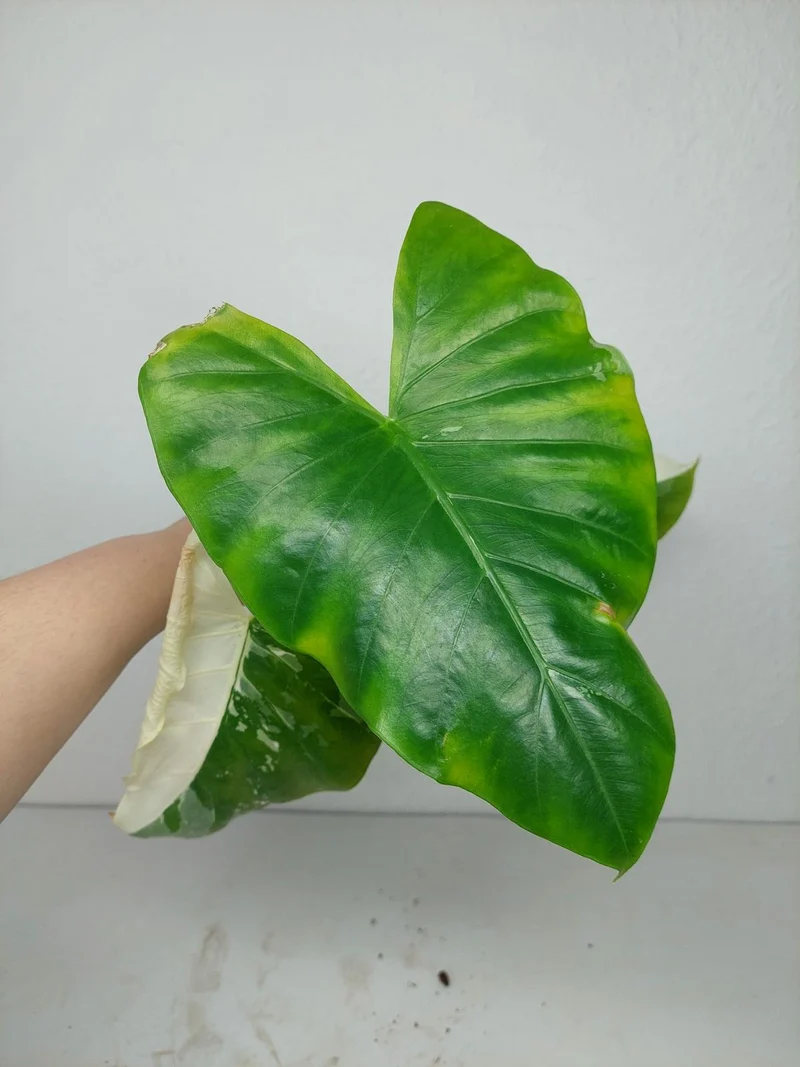 Sad Plants