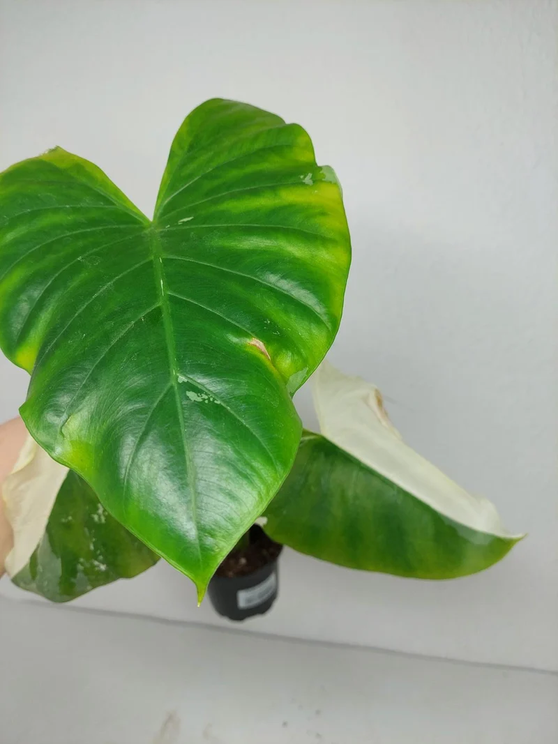 Sad Plants
