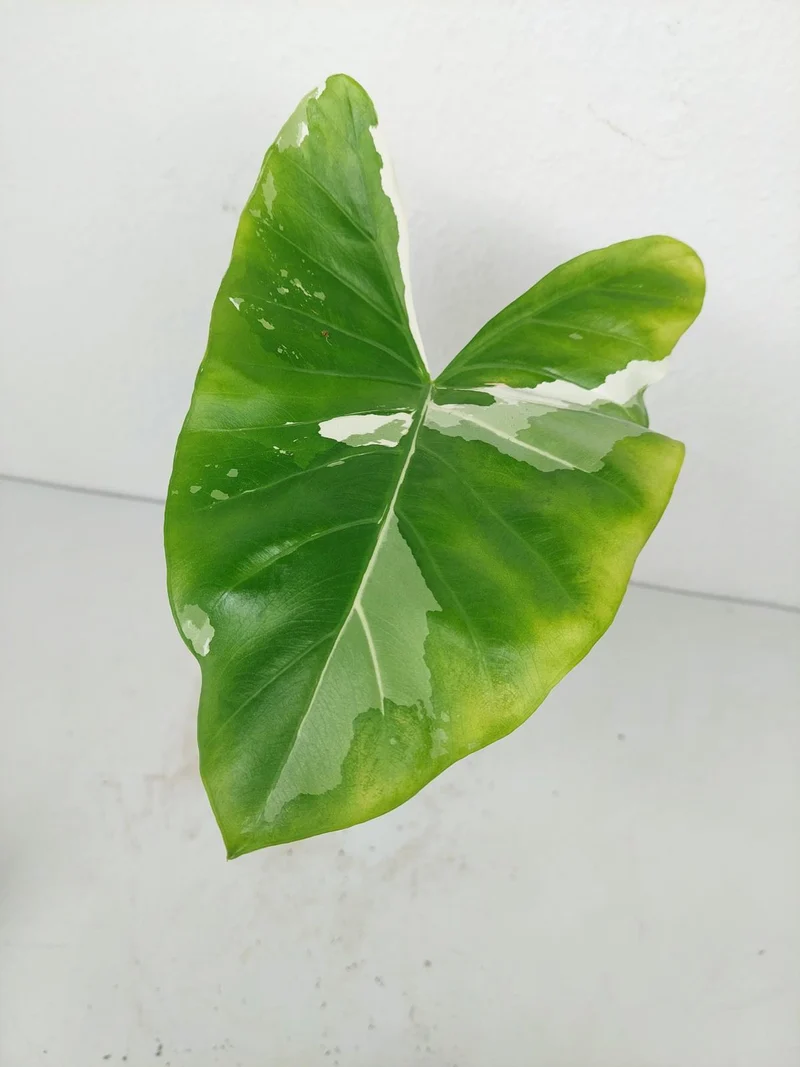 Sad Plants