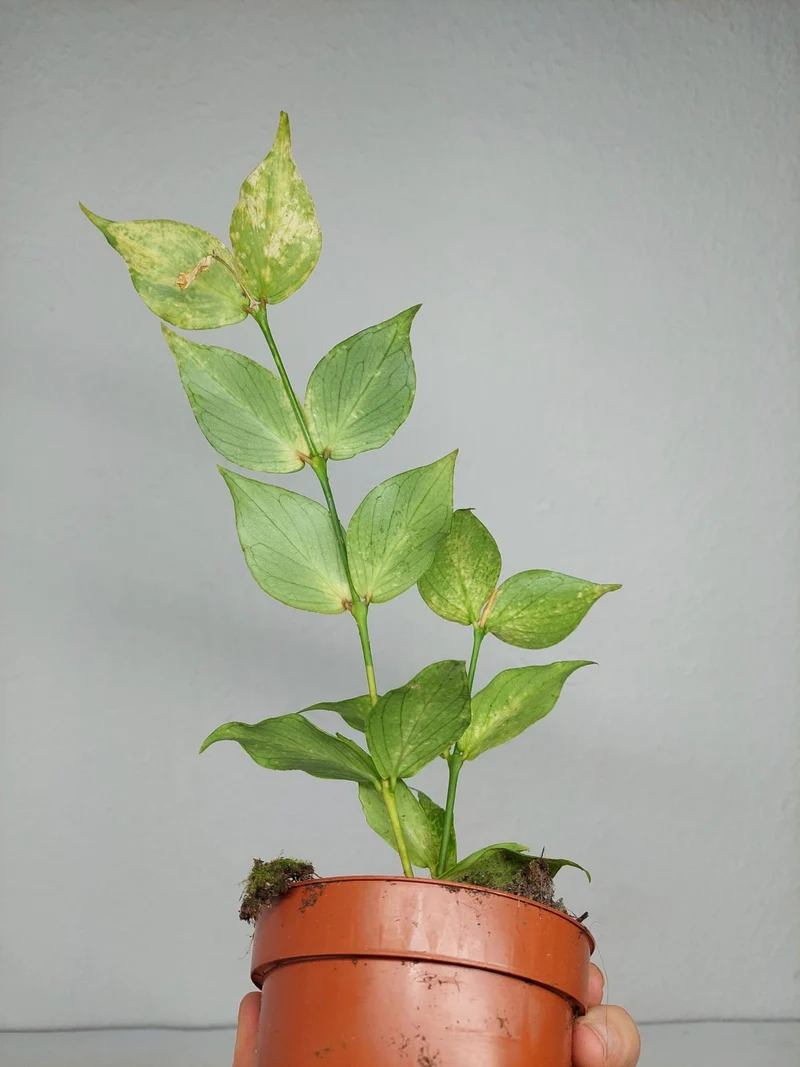 Sad Plants