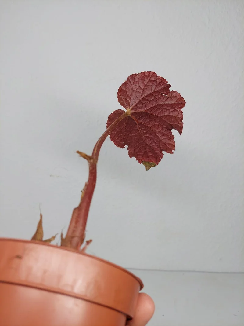 Sad Plants
