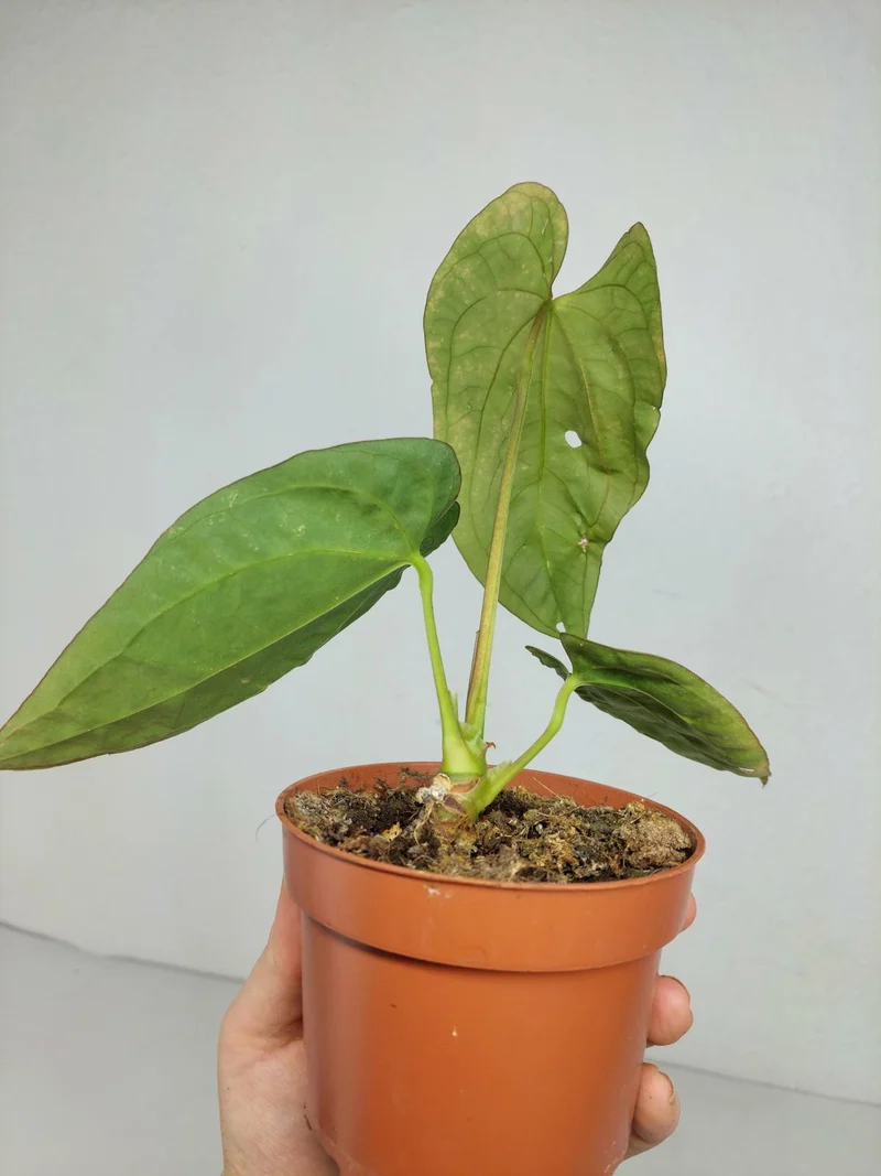 Sad Plants