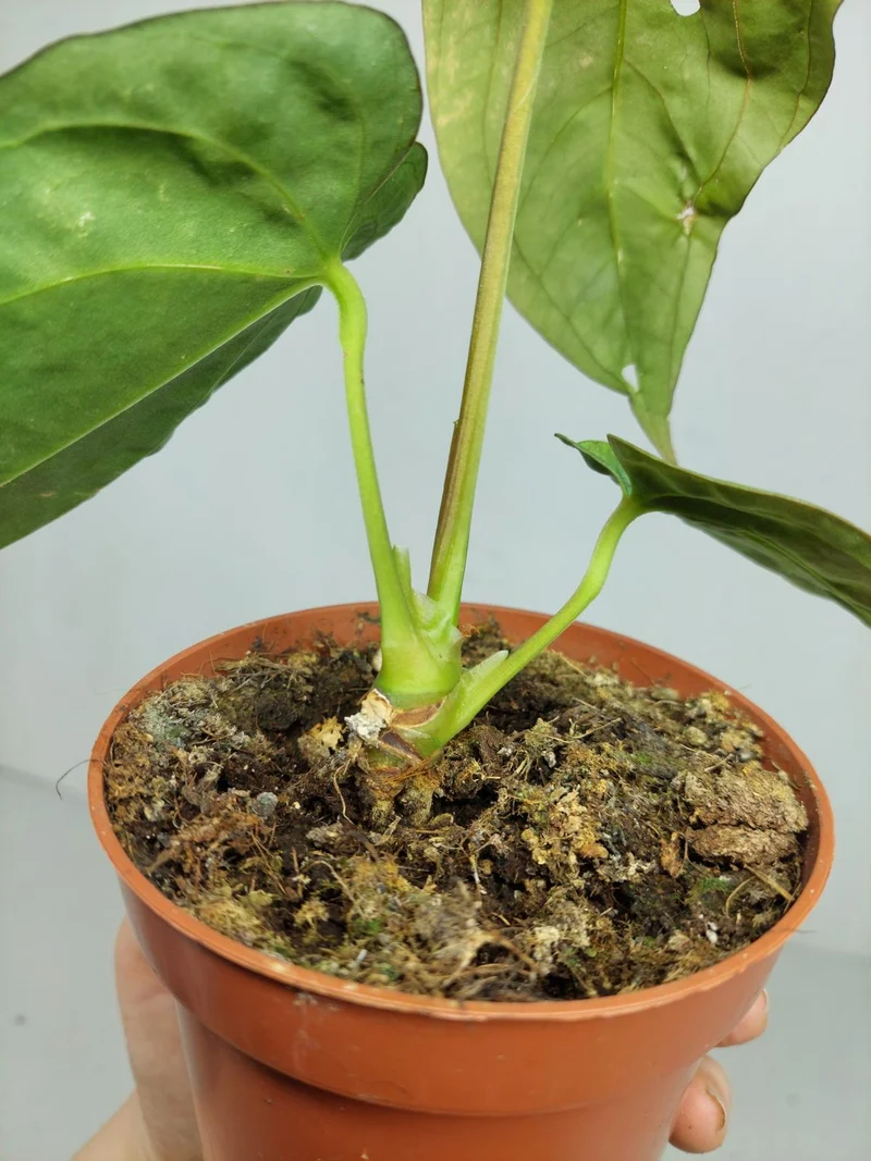 Sad Plants