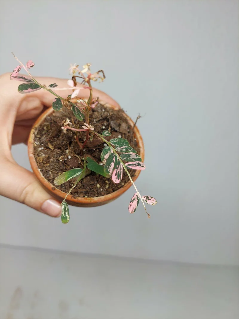 Sad Plants