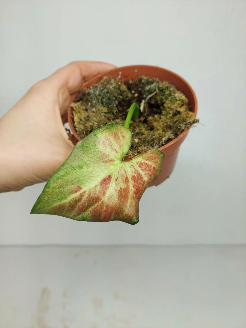 Sad Plants