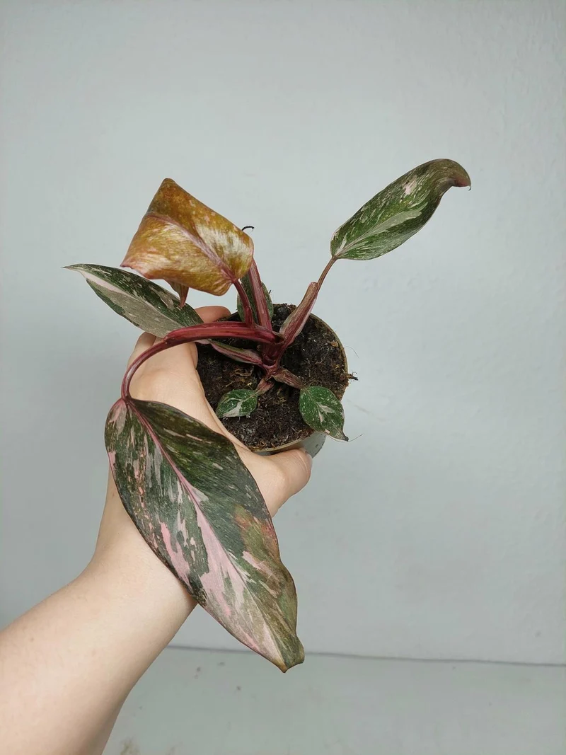 Sad Plants