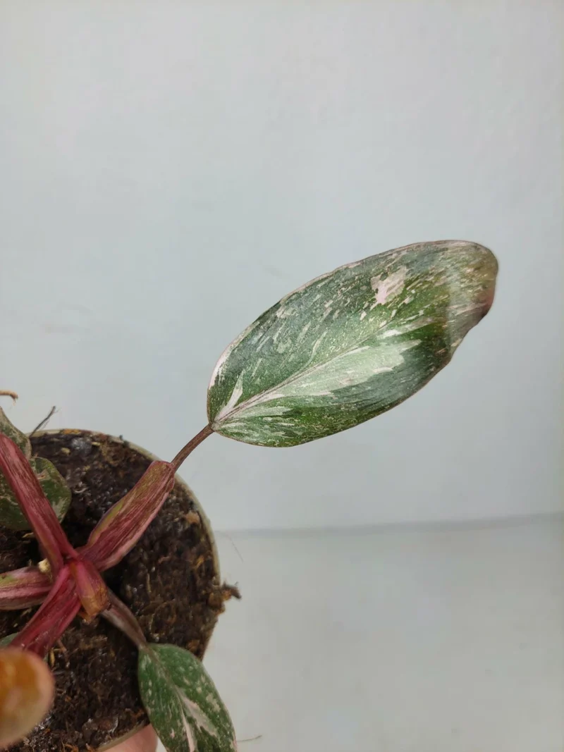 Sad Plants