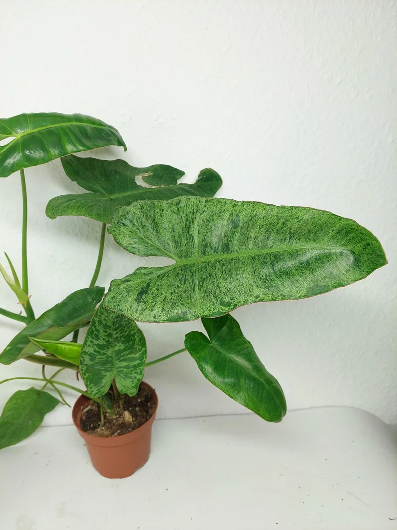 Sad Plants