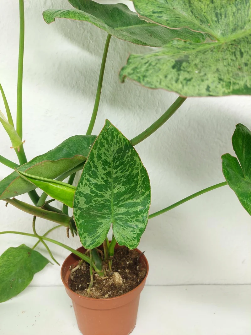 Sad Plants