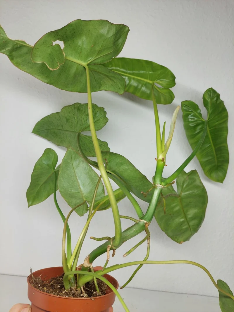 Sad Plants