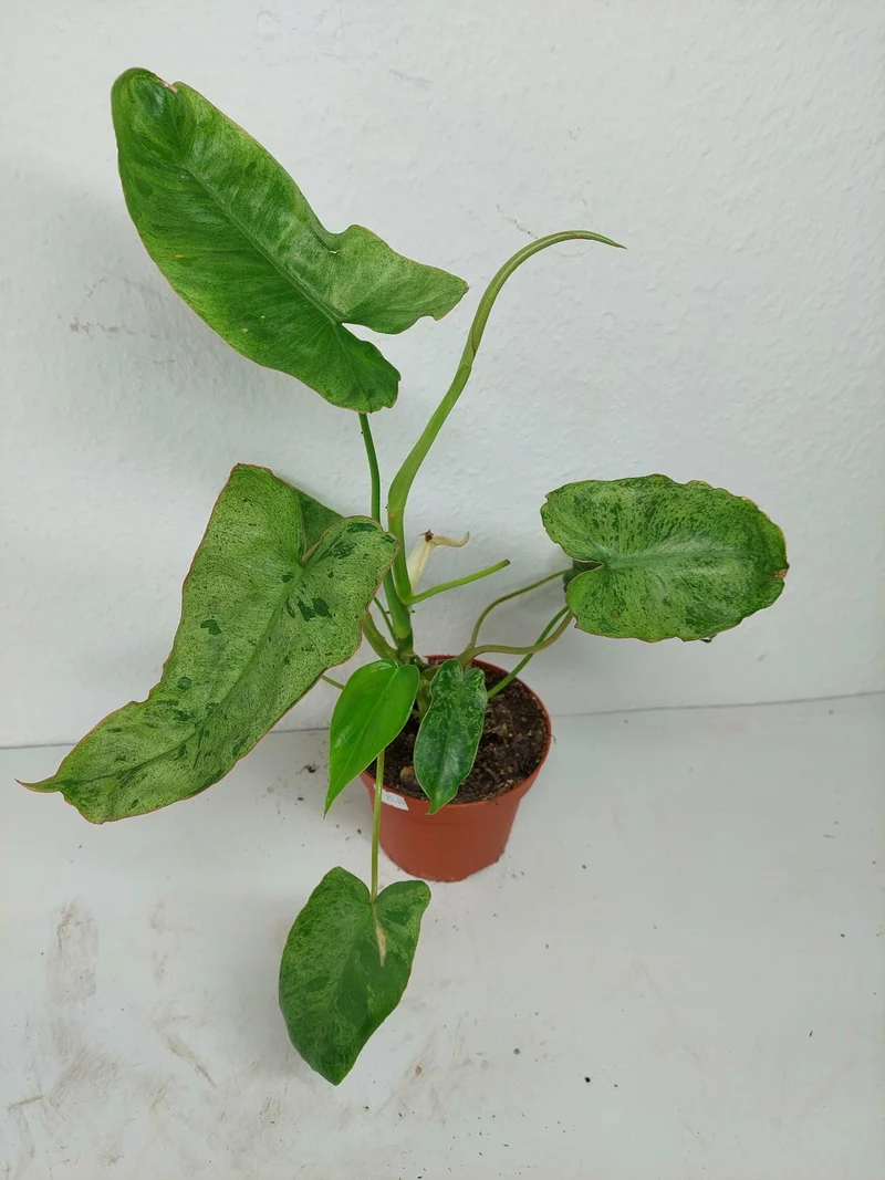 Sad Plants