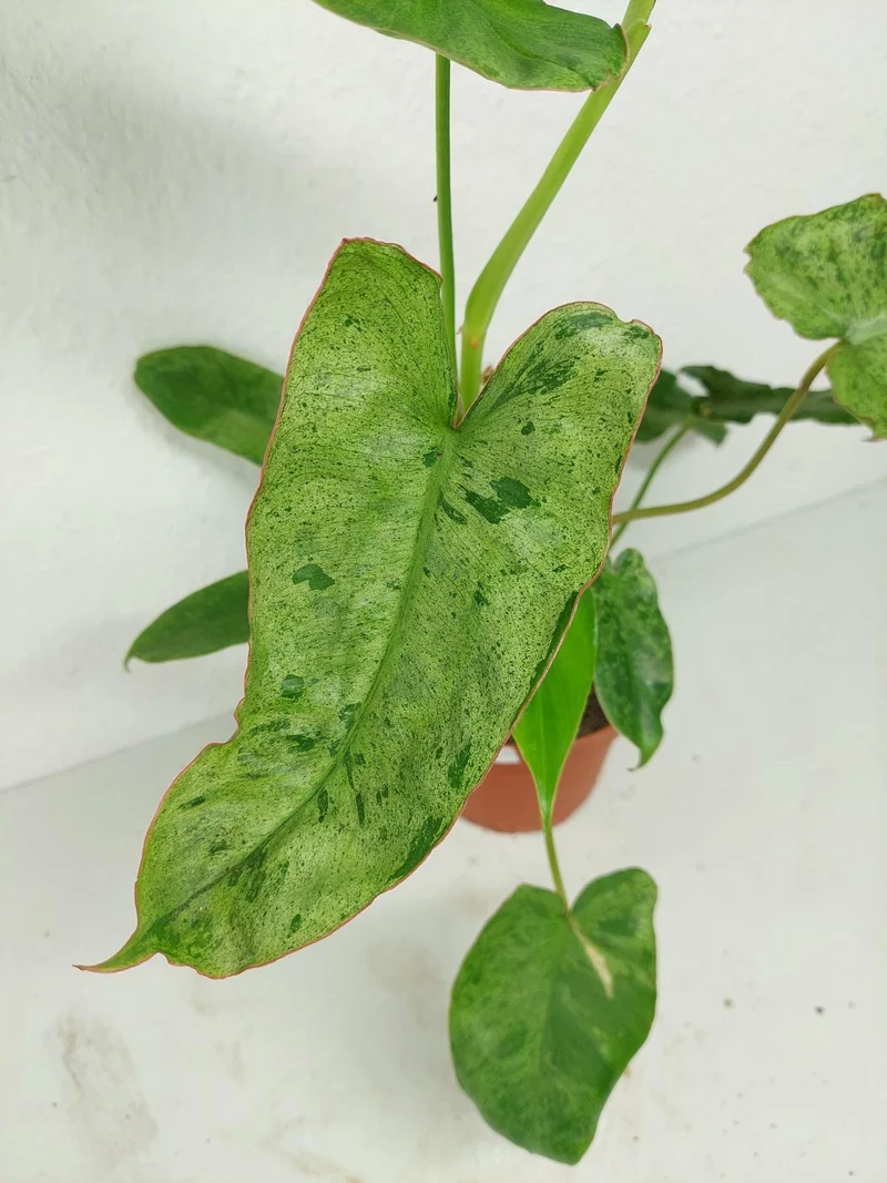 Sad Plants