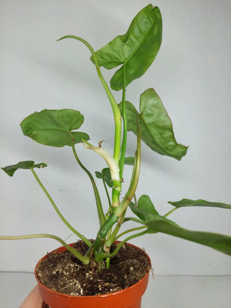 Sad Plants