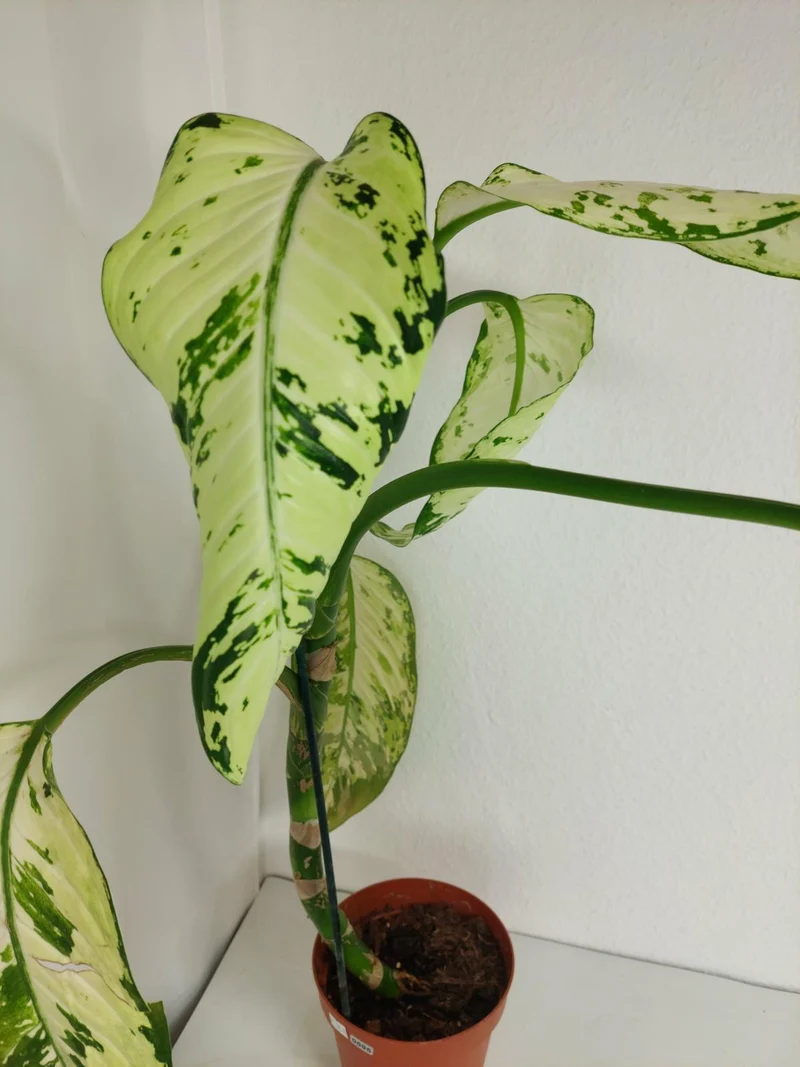 Sad Plants