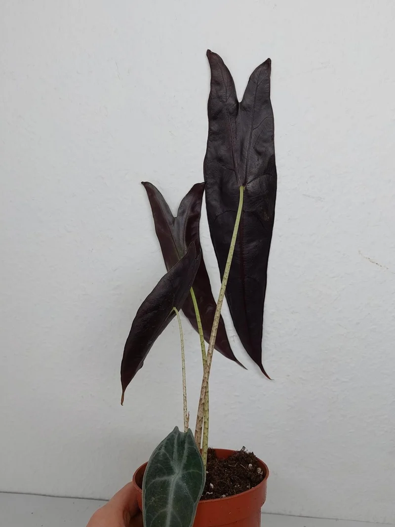 Sad Plants