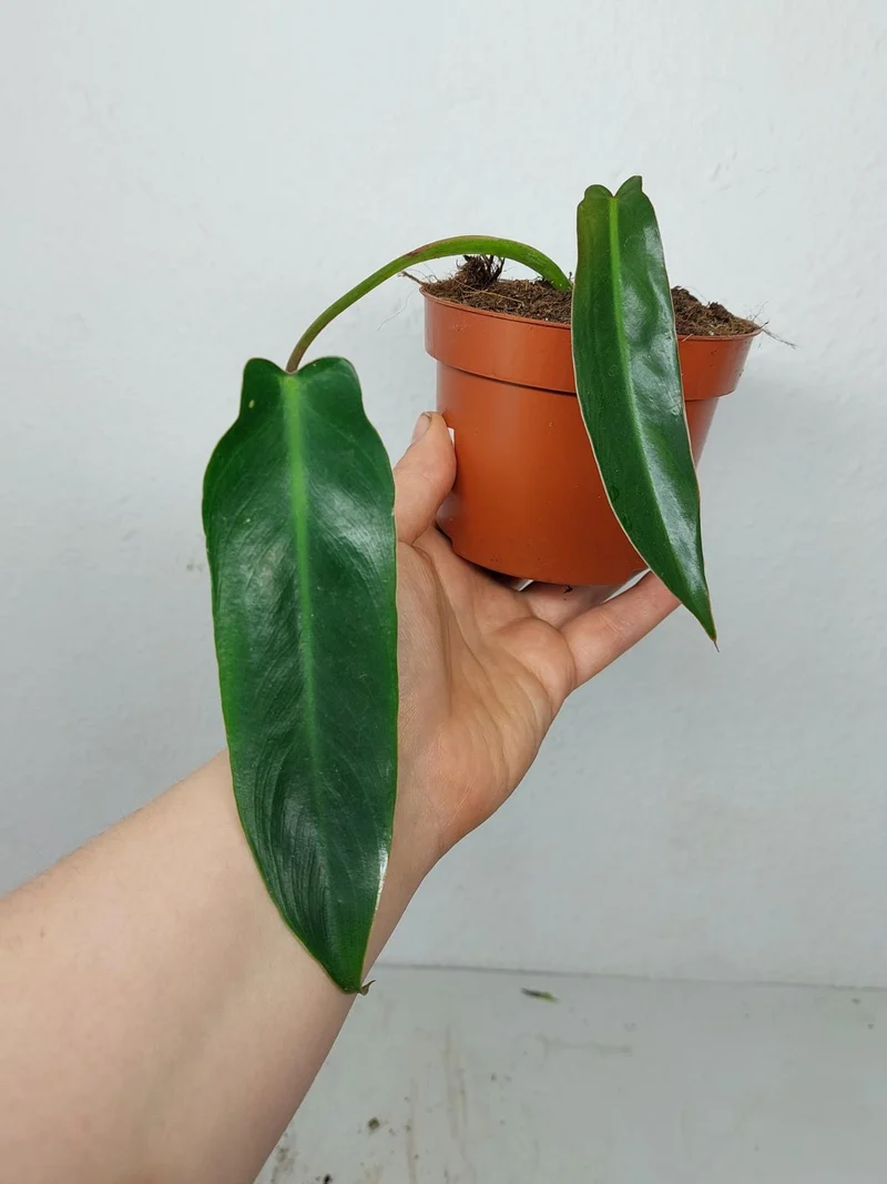 Sad Plants