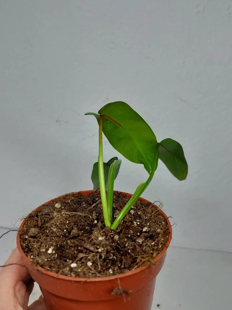 Sad Plants