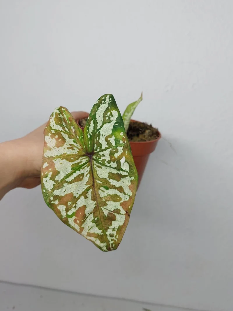 Sad Plants