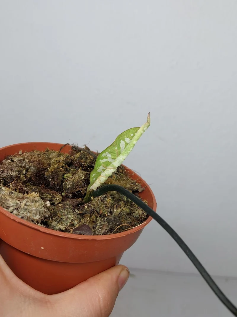 Sad Plants