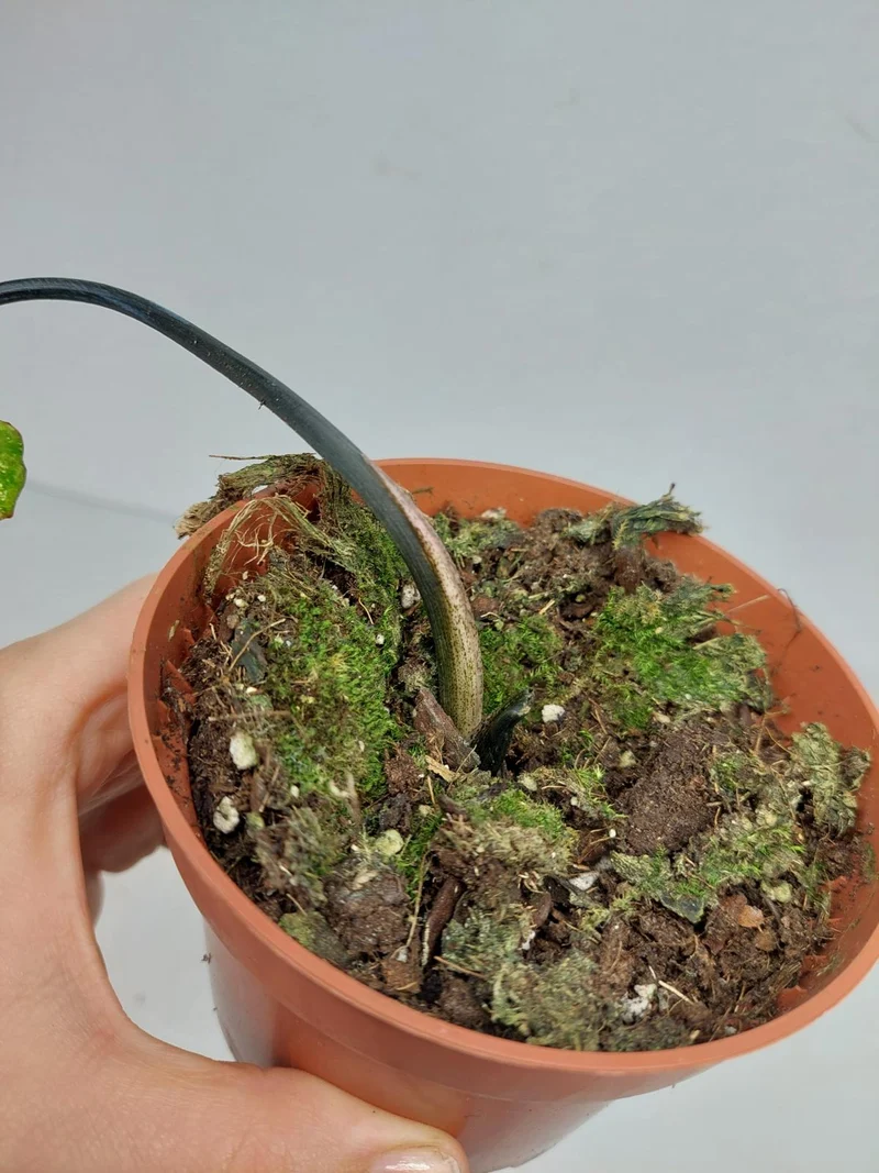 Sad Plants