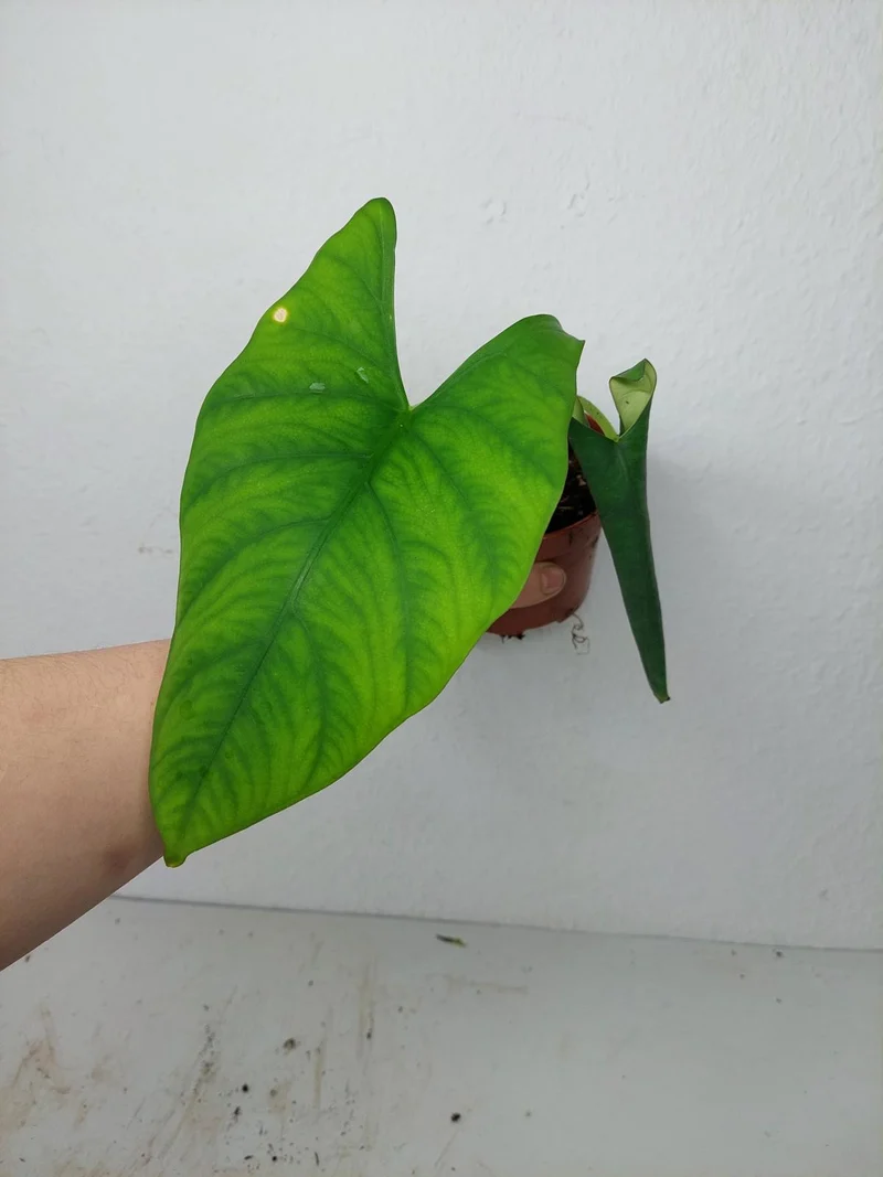 Sad Plants