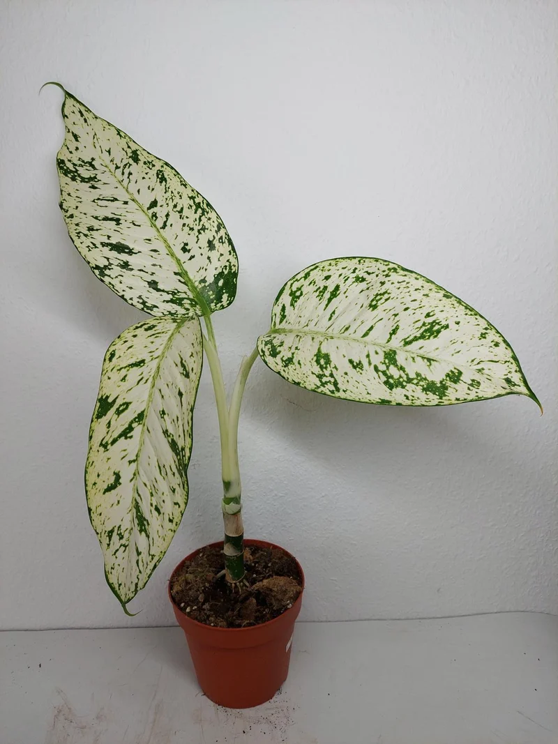 Sad Plants