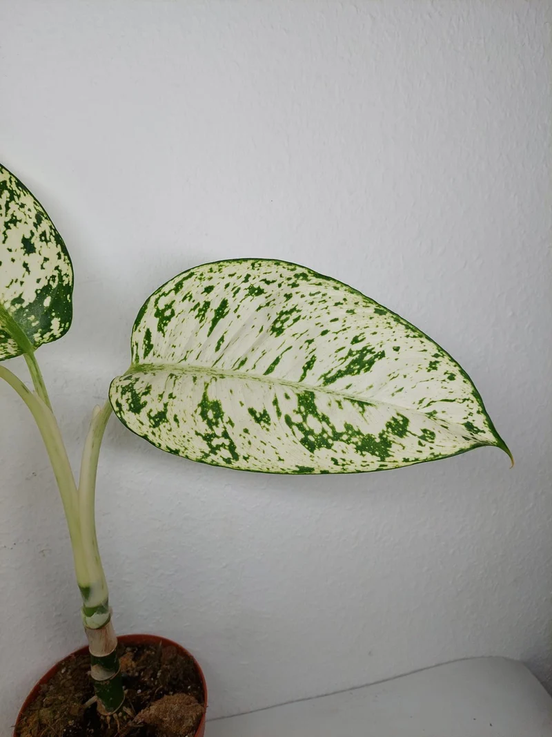 Sad Plants