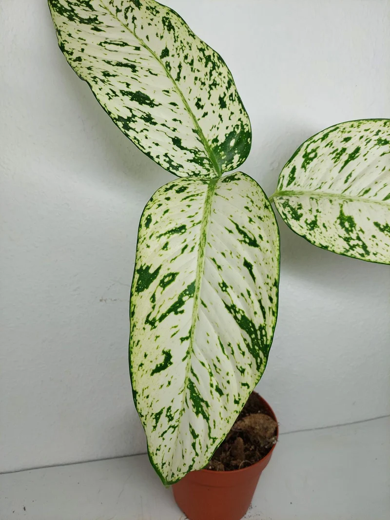 Sad Plants