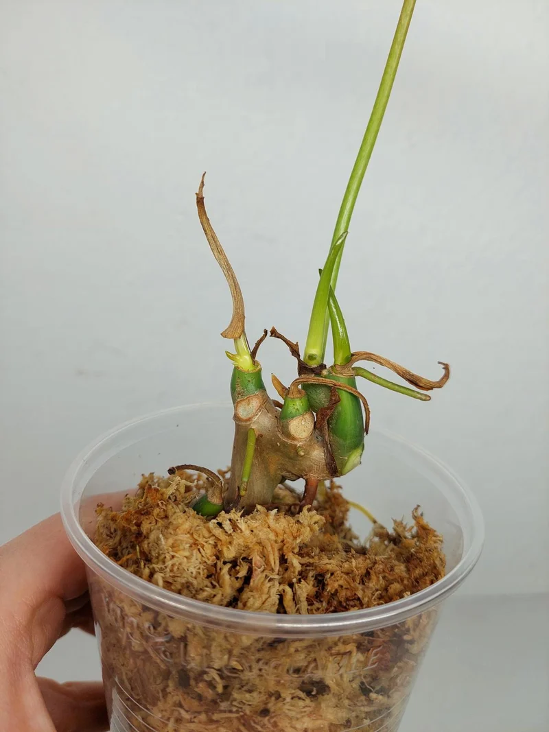 Sad Plants