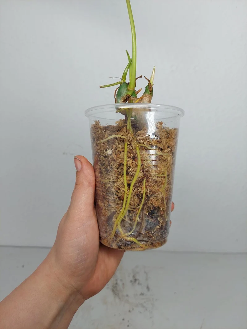 Sad Plants