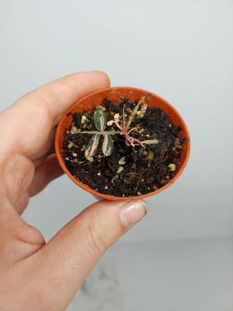 Sad Plants