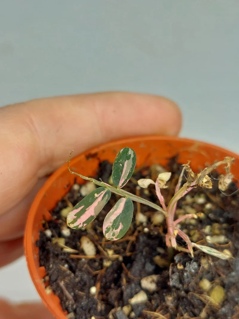 Sad Plants